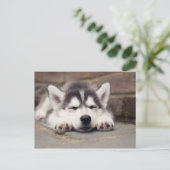 Sweet Siberian Husky Puppy Sleeping Briefkaart (Staand voorkant)