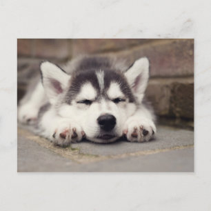 Sweet Siberian Husky Puppy Sleeping Briefkaart