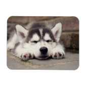 Sweet Siberian Husky Puppy Sleeping Magneet (Horizontaal)