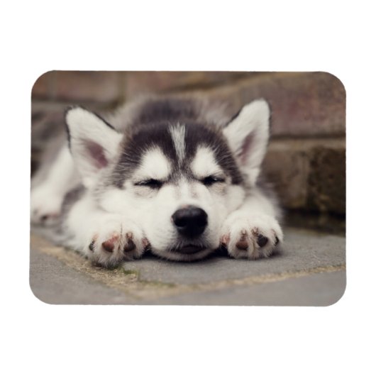 Sweet Siberian Husky Puppy Sleeping Magneet (Horizontaal)
