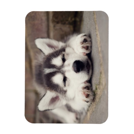 Sweet Siberian Husky Puppy Sleeping Magneet (Verticaal)