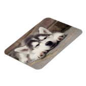 Sweet Siberian Husky Puppy Sleeping Magneet (Linkerzijde)