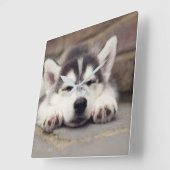 Sweet Siberian Husky Puppy Sleeping Vierkante Klok (Hoek)