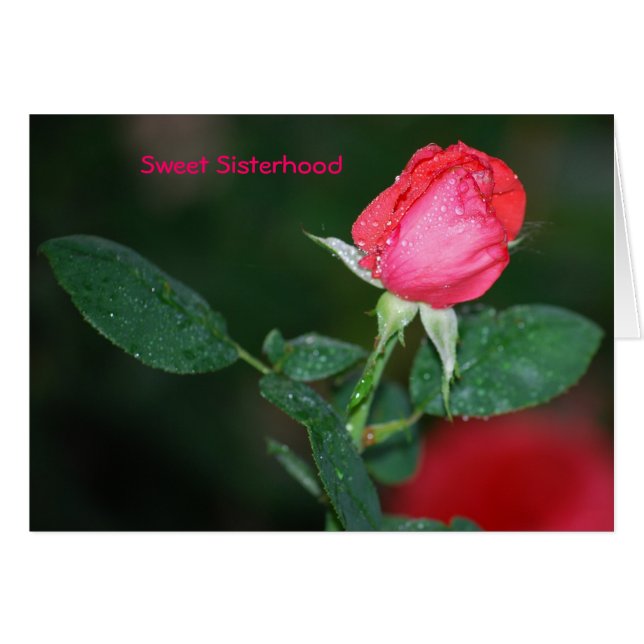 Sweet Sisterhood (Voorkant Horizontaal)