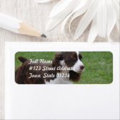 Sweet Springer Spaniel Etiket (Insitu)