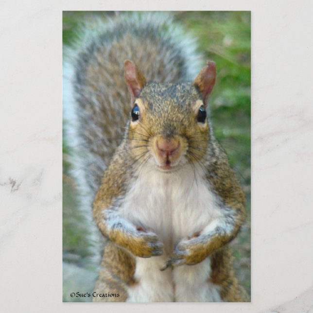 Sweet Squirrel Face (Voorkant)