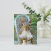 Sweet Squirrel Face Briefkaart (Staand voorkant)