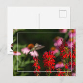 Sweet Summer Briefkaart (Voorkant / Achterkant)