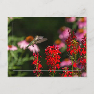 Sweet Summer Briefkaart