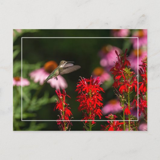 Sweet Summer Briefkaart (Voorkant)