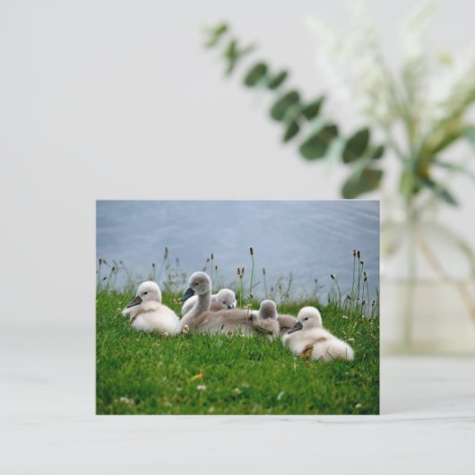 Sweet Swan Babies - Briefkaart (Staand voorkant)