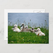 Sweet Swan Babies - Briefkaart (Voorkant / Achterkant)