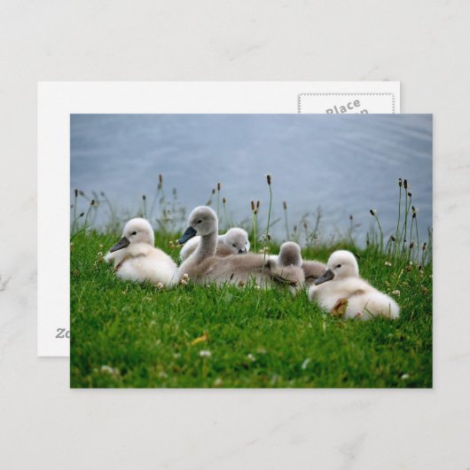 Sweet Swan Babies - Briefkaart (Voorkant / Achterkant)