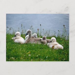 Sweet Swan Babies - Briefkaart