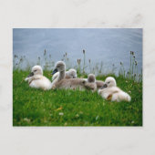Sweet Swan Babies - Briefkaart (Voorkant)