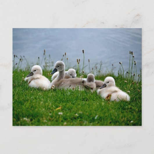 Sweet Swan Babies - Briefkaart (Voorkant)