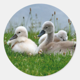 Sweet Swan Baby's - Sticker