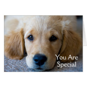 Sweet, Sweet Puppy