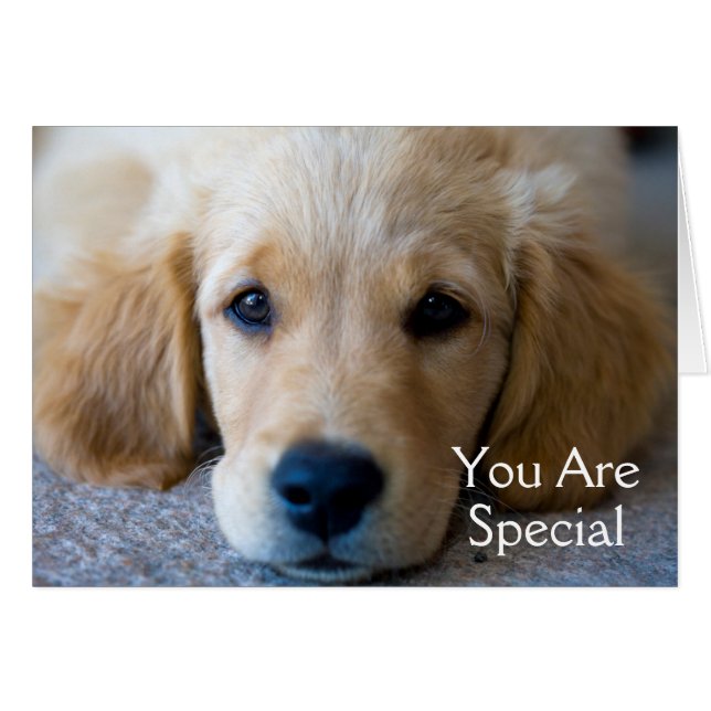 Sweet, Sweet Puppy (Voorkant Horizontaal)