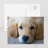 Sweet, Sweet Puppy Briefkaart (Voorkant / Achterkant)