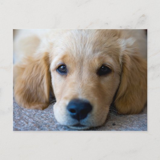 Sweet, Sweet Puppy Briefkaart (Voorkant)