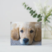 Sweet, Sweet Puppy Briefkaart (Staand voorkant)