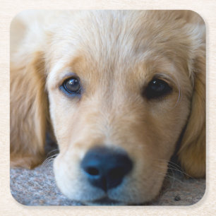 Sweet, Sweet Puppy Kartonnen Onderzetters