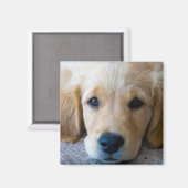 Sweet, Sweet Puppy Magneet (Voorkant / Achterkant)