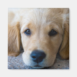 Sweet, Sweet Puppy Magneet