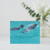 Sweet Swimming Seals Couple Briefkaart (Staand voorkant)