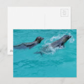Sweet Swimming Seals Couple Briefkaart (Voorkant / Achterkant)