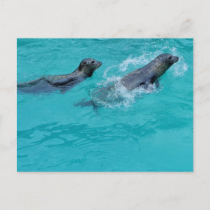 Sweet Swimming Seals Couple Briefkaart