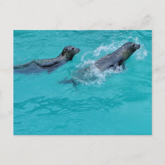 Sweet Swimming Seals Couple Briefkaart (Voorkant)