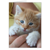 Sweet Tabby Baby (Voorkant)