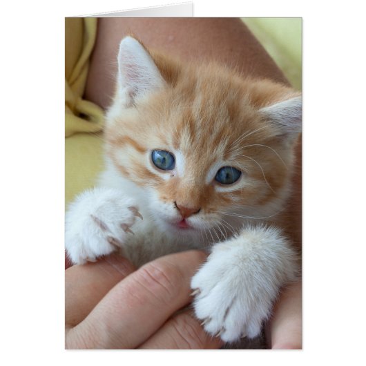 Sweet Tabby Baby (Voorkant)