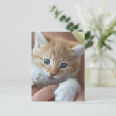 Sweet Tabby Baby Briefkaart (Staand voorkant)