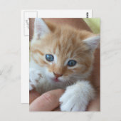 Sweet Tabby Baby Briefkaart (Voorkant / Achterkant)