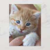 Sweet Tabby Baby Briefkaart (Voorkant)