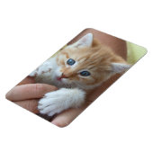 Sweet Tabby Baby Magneet (Linkerzijde)