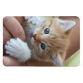 Sweet Tabby Baby Magneet (Horizontaal)
