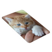 Sweet Tabby Baby Magneet (Rechterzijde)