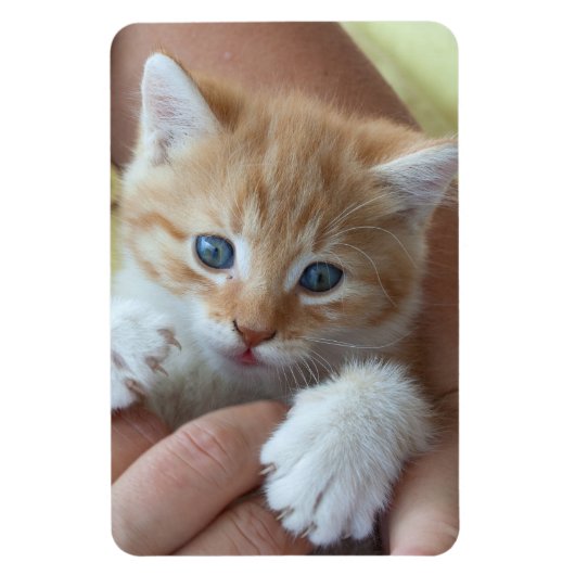 Sweet Tabby Baby Magneet (Verticaal)