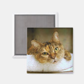 Sweet Tabby Cat Magnet (Voorkant / Achterkant)