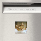 Sweet Tabby Cat Magnet (Insitu (Vaatwasser))