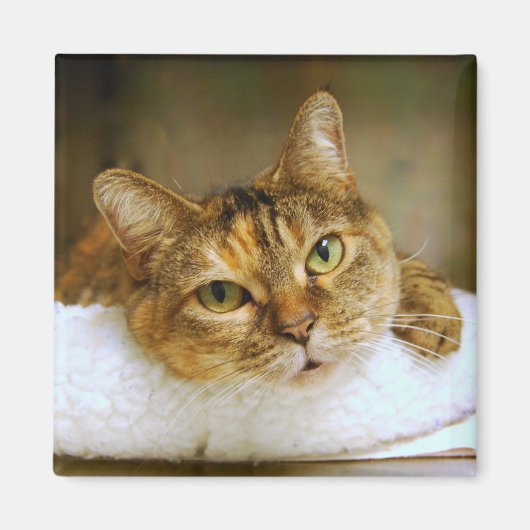 Sweet Tabby Cat Magnet (Voorkant)