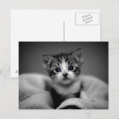 Sweet Tabby Kitten Briefkaart (Voorkant / Achterkant)