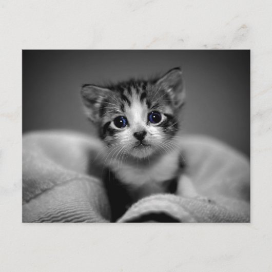 Sweet Tabby Kitten Briefkaart (Voorkant)