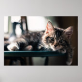 Sweet Tabby Poster (Voorkant)
