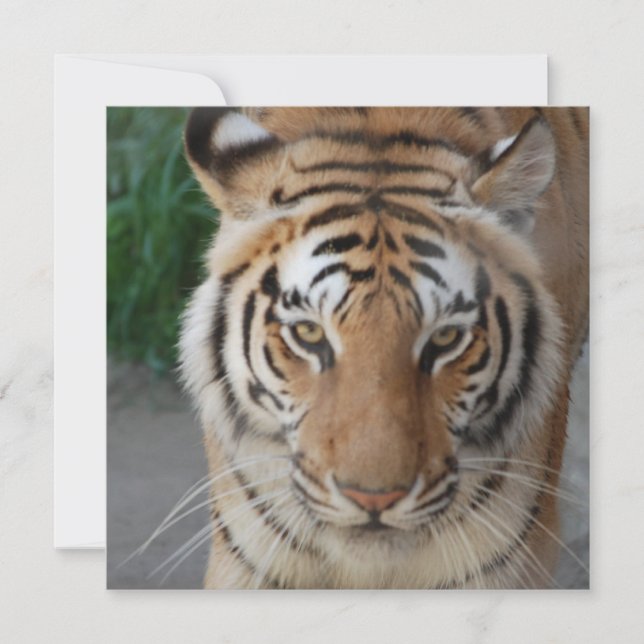 Sweet Tiger (Voorkant)