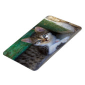 Sweet Tiger Cat Baby Magneet (Linkerzijde)